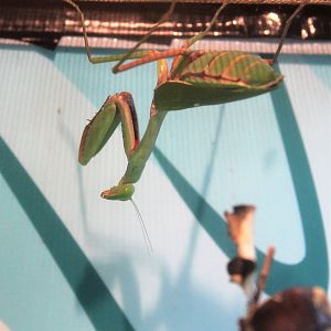 Australian Giant Mantis (Hierodula majuscula)