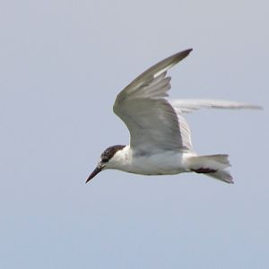 Whiskered tern