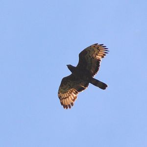 Oriental honey buzzard