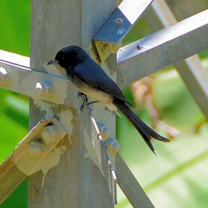 White-bellied drongo