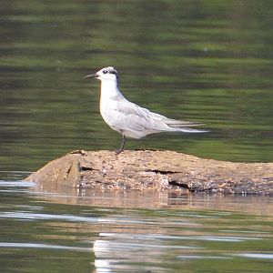Little tern ?