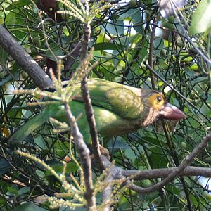 Brown-headed barbet