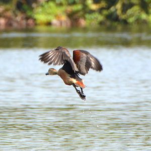 Lesser red whistling duck