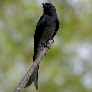 Grey drongo