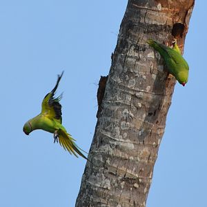Rose-ringed parrots