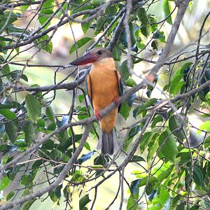 Stork-billed kingfisher