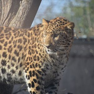 One of the leopard cubs