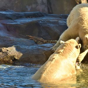 Polar bears fighting for the salmon