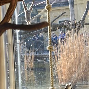 Ring tailed lemur in its indoor enclosure with lar bibbon in the background.