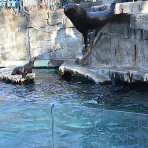 Male sea lion belly flopping into water