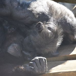 Chimpanzees grooming