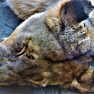 Lioness sleeping next to the glass