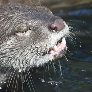 Otter close up