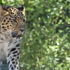 Amur leopard walking