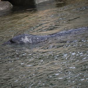 Harbour Seal