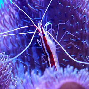 Pacific Cleaner Shrimp