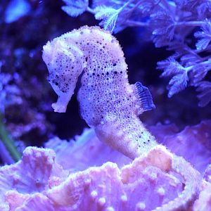 Longsnout Sea Horse