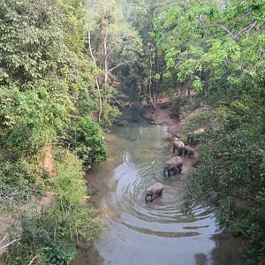Wild Elephant Valley