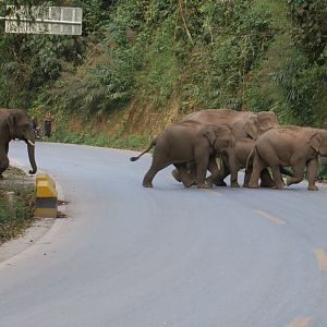 Wild elephants crossing road