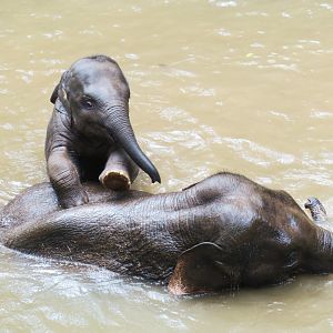 Baby elephant