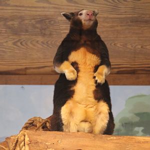 Matschie's Tree-Kangaroo