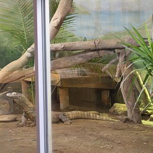 Komodo Dragon Enclosure Part 1