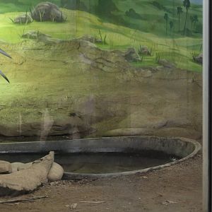 Komodo Dragon Enclosure Part 2