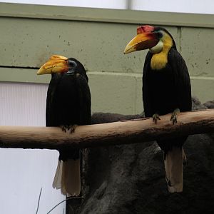 Sunda Wrinkled Hornbill
