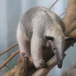 Unstriped Tamandua