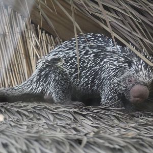 Brazilian Porcupine