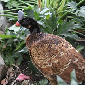 Northern Helmeted Curassow