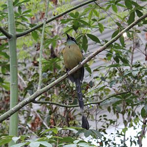 "blue-crowned motmot"