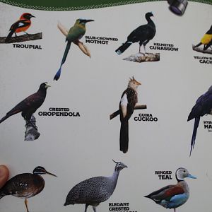 Faces of the Rainforest Species List