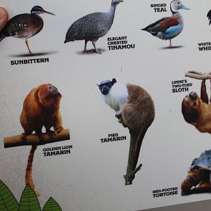 Faces of the Rainforest Species List