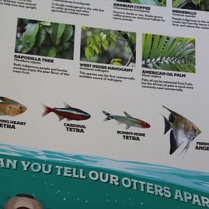 Faces of the Rainforest Species List