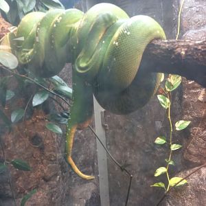 Green tree python with a weird tail thing going on