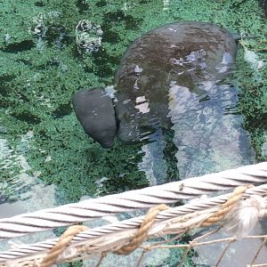 Happy family of Grey Blobs
