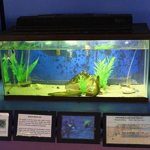 Green Moray & Long-Clawed Hermit Crab Tank