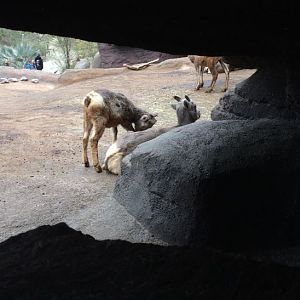 California bighorn sheep