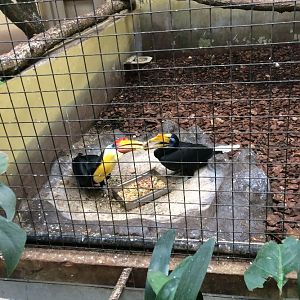 Pair of wrinkled hornbills and food