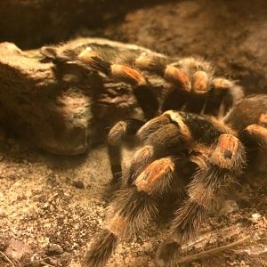 Brachypelma smithi