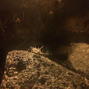 Pholeogryllus geertsi