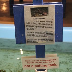 Brown-Banded Bamboo-Shark