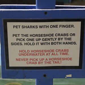 Shark/Horseshoe Crab Touch Tank Sign