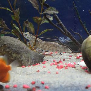 Northern Brown Shrimp