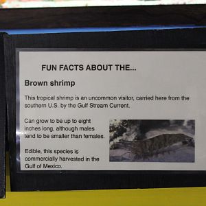 Northern Brown Shrimp Signage