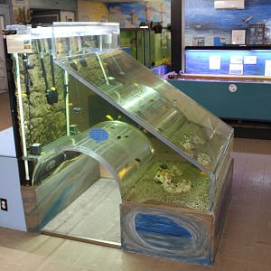Cichlid Tank