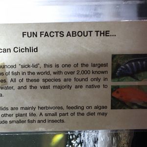 Cichlid Signage