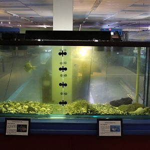 Triggerfish Tanks