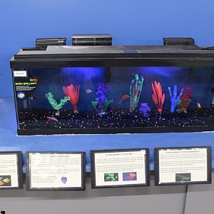 GloFish Tank